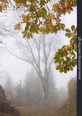 
                Baum, Herbst, Nebel, Herbstlaub                   