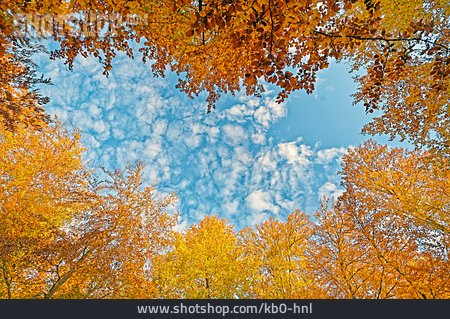 
                Herbststimmung, Herbstfärbung, Blätterdach                   