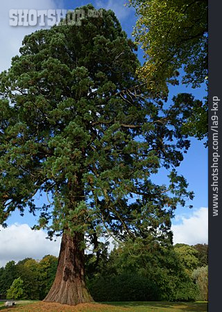 
                Riesenmammutbaum                   