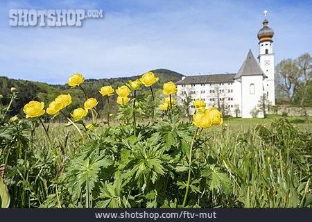 
                Trollblume, Kloster Höglwörth                   