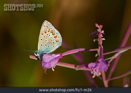 
                Schmetterling, Hauhechel-bläuling                   