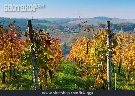 
                Weinberg, Meißen, Elbtal                   