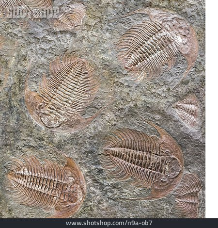 
                Fossil, Gliederfüßer, Versteinerung                   