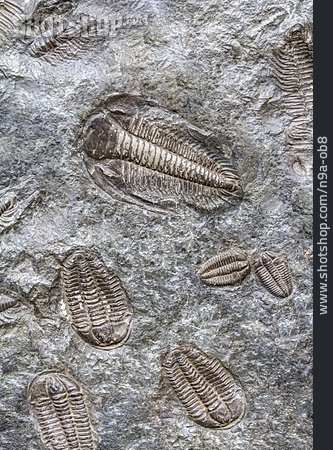 
                Fossil, Versteinerung, Trilobit                   
