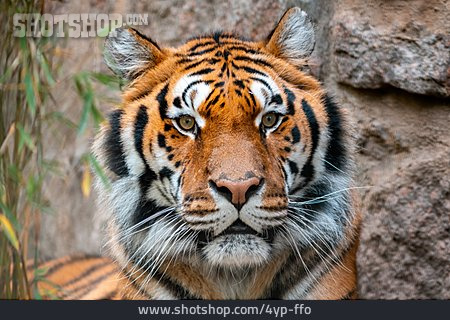 
                Sibirischer Tiger                   