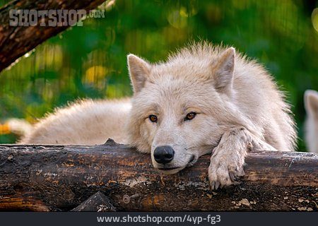 
                Polarwolf                   