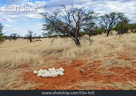 
                Gelege, Kalahari, Straußenei                   
