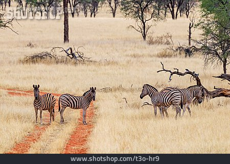 
                Herde, Zebra, Kalahari                   