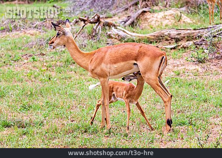 
                Jungtier, Säugen, Muttertier, Antilope                   