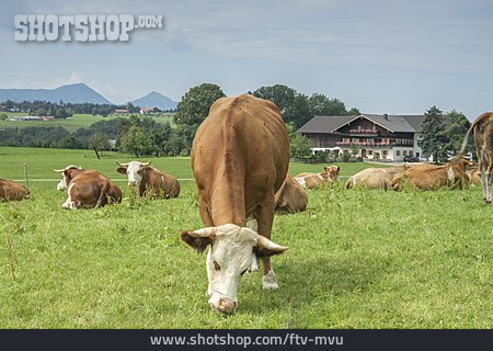 
                Weide, Grasen, Kühe, Oberbayern                   