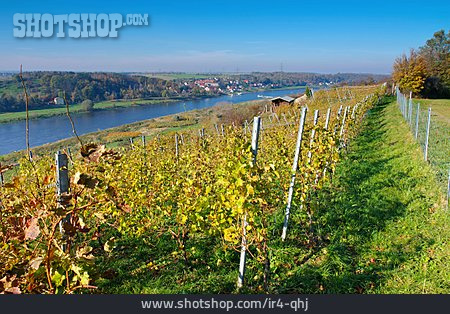 
                Elbe, Weinberg, Weinanbaugebiet                   