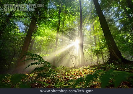 
                Wald, Sonnenstrahlen                   