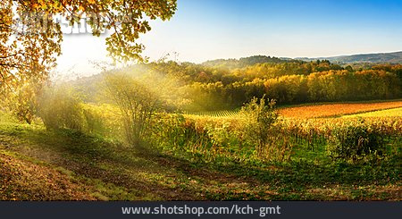 
                Sunlight, Autumn, Vineyard                   