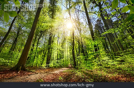 
                Sonnenlicht, Wald, Waldweg                   