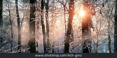 
                Sonnenlicht, Wald, Winter                   