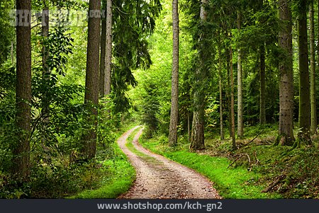 
                Wald, Waldweg                   