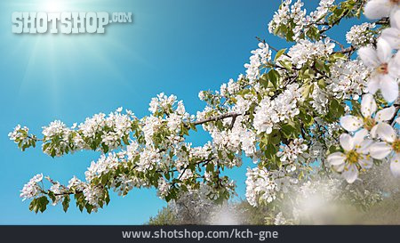 
                Obstblüte, Birnbaumblüte                   