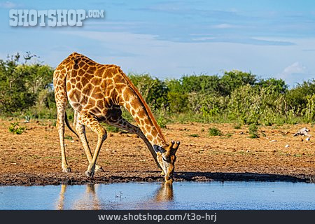 
                Trinken, Giraffe, Wasserloch                   