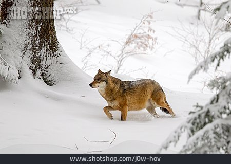 
                Schnee, Wolf                   