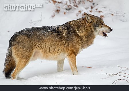
                Wolf                   