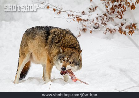 
                Fressen, Wolf                   