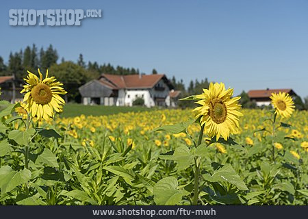 
                Landwirtschaft, Sonnenblumenfeld, Anbau                   