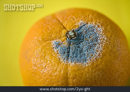 
                Orange, Grauschimmelfäule                   