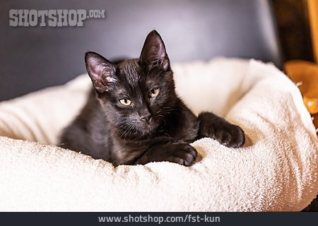 
                Schwarze Katze, Katzenbaby                   