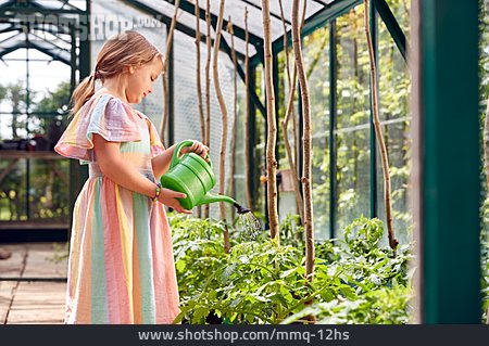 
                Mädchen, Gießen, Tomatenpflanze                   