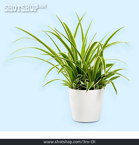 
                Zimmerpflanze, Grünlilie, Chlorophytum Laxum                   