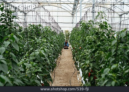 
                Ernte, Gewächshaus, Gemüseanbau, Gemüsepflanze                   