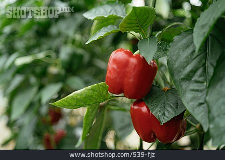 
                Paprikapflanze, Rote Paprika                   