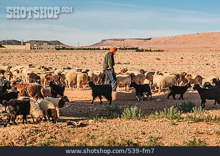 
                Wüste, Ziegen, Hirte, Marokko                   