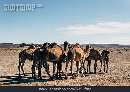 
                Wüste, Herde, Kamel                   