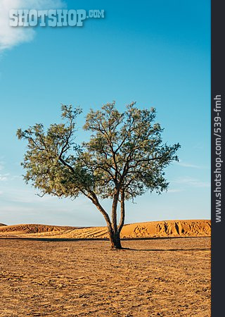 
                Baum, Wüste                   