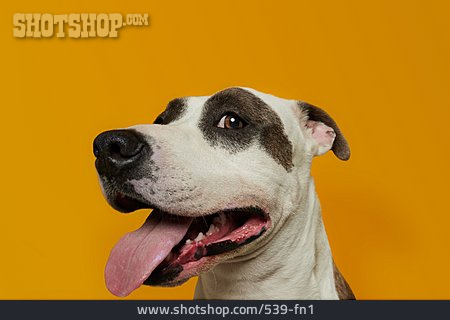 
                American Staffordshire Terrier                   