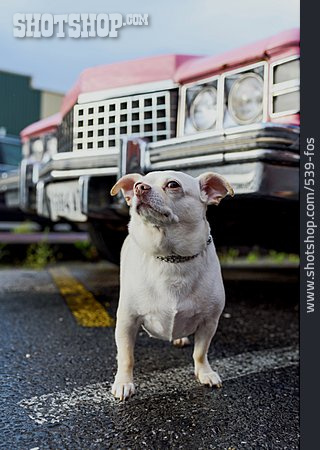 
                Hund, Cadillac                   