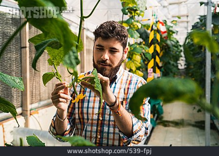
                Pflanze, Landwirt, Prüfen                   