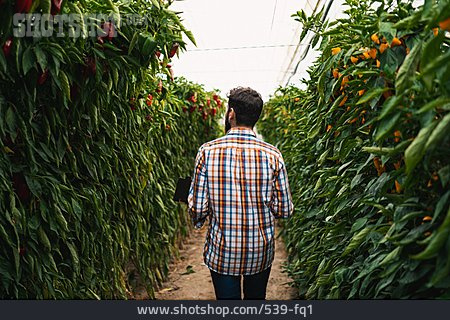 
                Landwirtschaft, Gewächshaus, Gemüseanbau                   