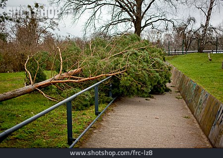 
                Baum, Sturmschaden, Umgestürzt                   