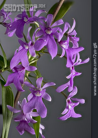 
                Orchidee, Panamaorchidee                   