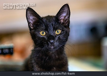 
                Schwarze Katze, Katzenbaby                   