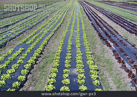 
                Landwirtschaft, Gemüseanbau, Salatfeld                   