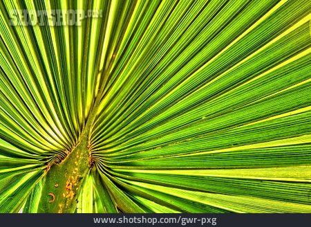 
                Palmblatt, Blattstruktur                   