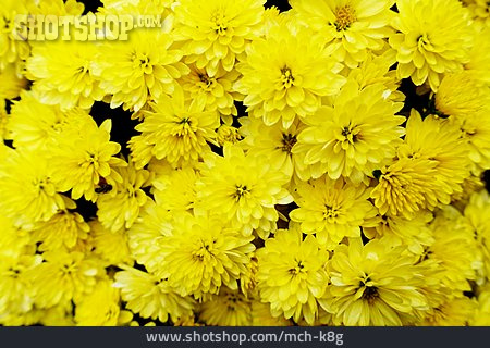 
                Gelb, Chrysanthemen                   