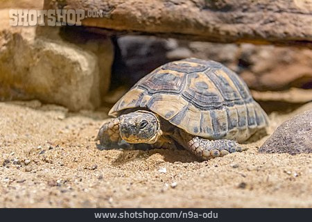 
                Griechische Landschildkröte                   