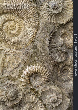 
                Fossil, Ammonit, Erdgeschichte                   