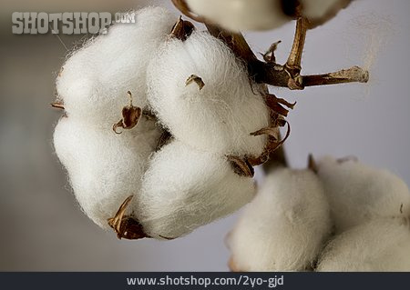 
                Baumwolle, Baumwollpflanze                   