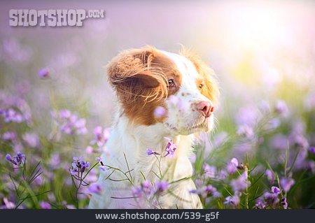
                Blumenwiese, Hund, Epagneul Breton                   