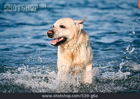 
                Wasser, Laufen, Labrador                   